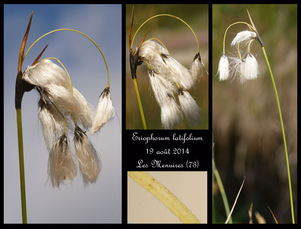 Eriophorum latifolium